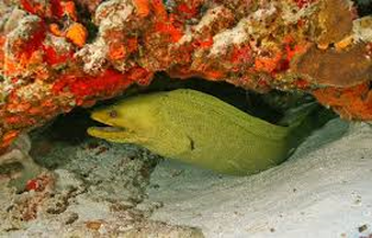 Moray Eel - Reproduction Within the Different Phylums